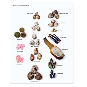 mollusks