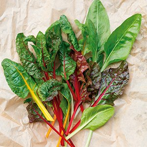 Image of fresh beet green, baby spinach.