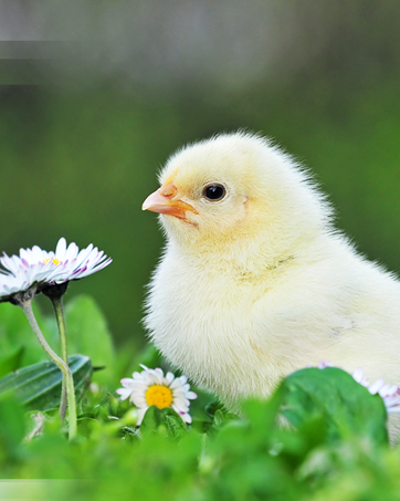 Egg Incubator for Hatching Chicks