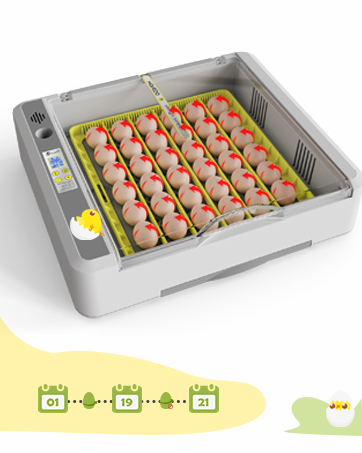 Egg Incubator for Hatching Chicks