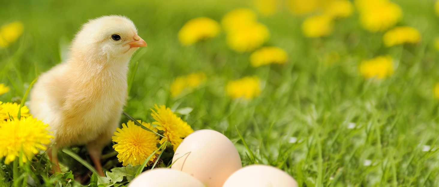 Egg Incubator for Hatching Chicks