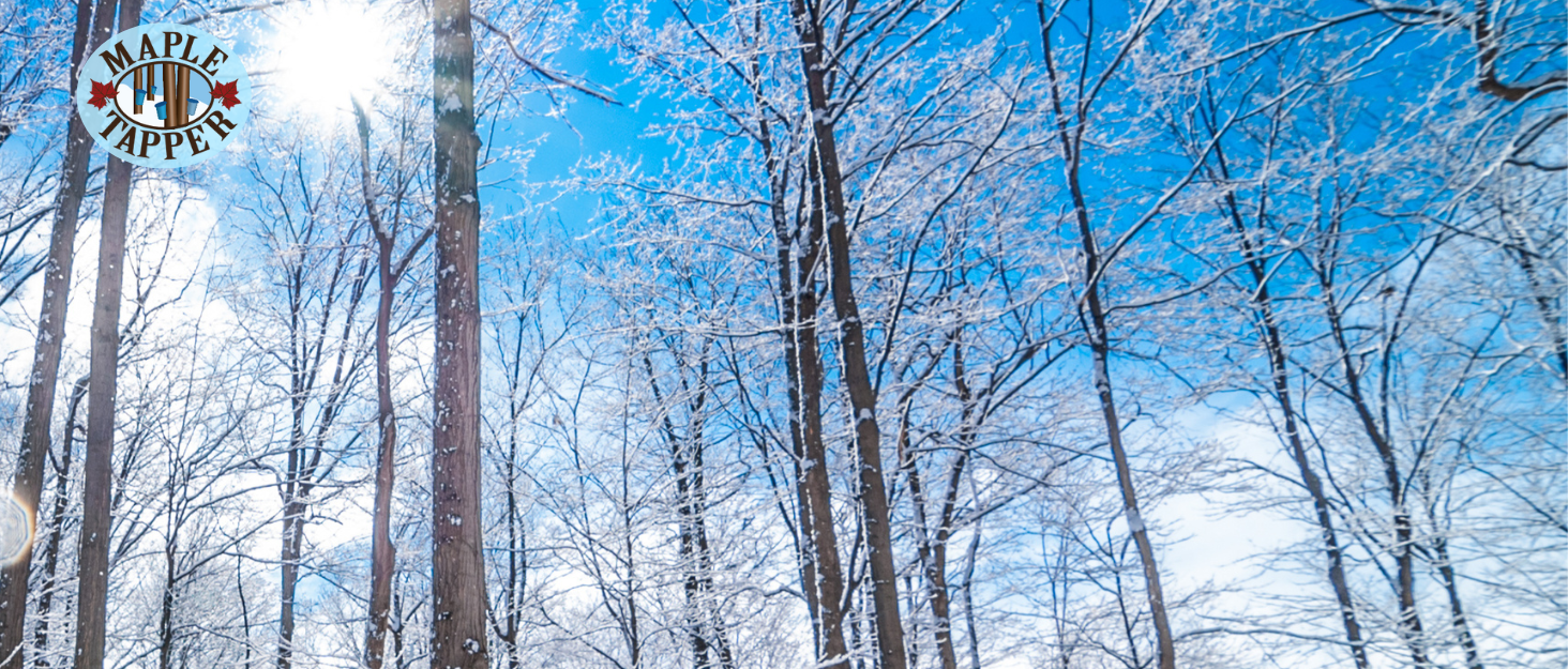 snowy trees