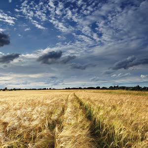 Field of Grain