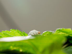 What is Mulberry Silk?