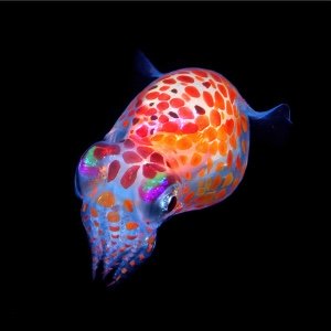 Bobtail Squid (Species unknown)