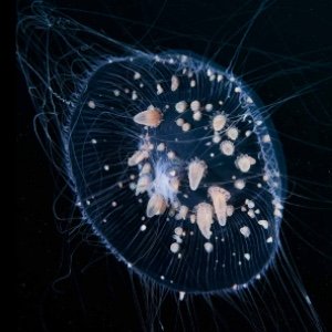 Jellyfifish with riding Sea Anemones