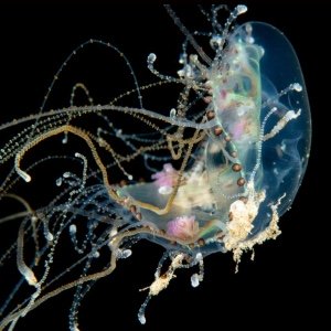 Hydromedusa 