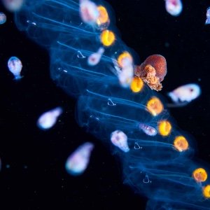 Salp with male Argonaut and Hyperiids 