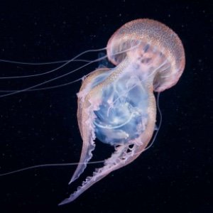 Mauve Stinger capturing a Salp